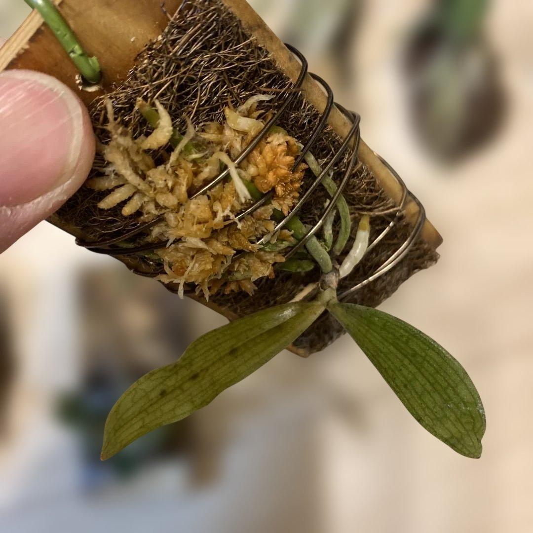 洋蘭原種　10種セット