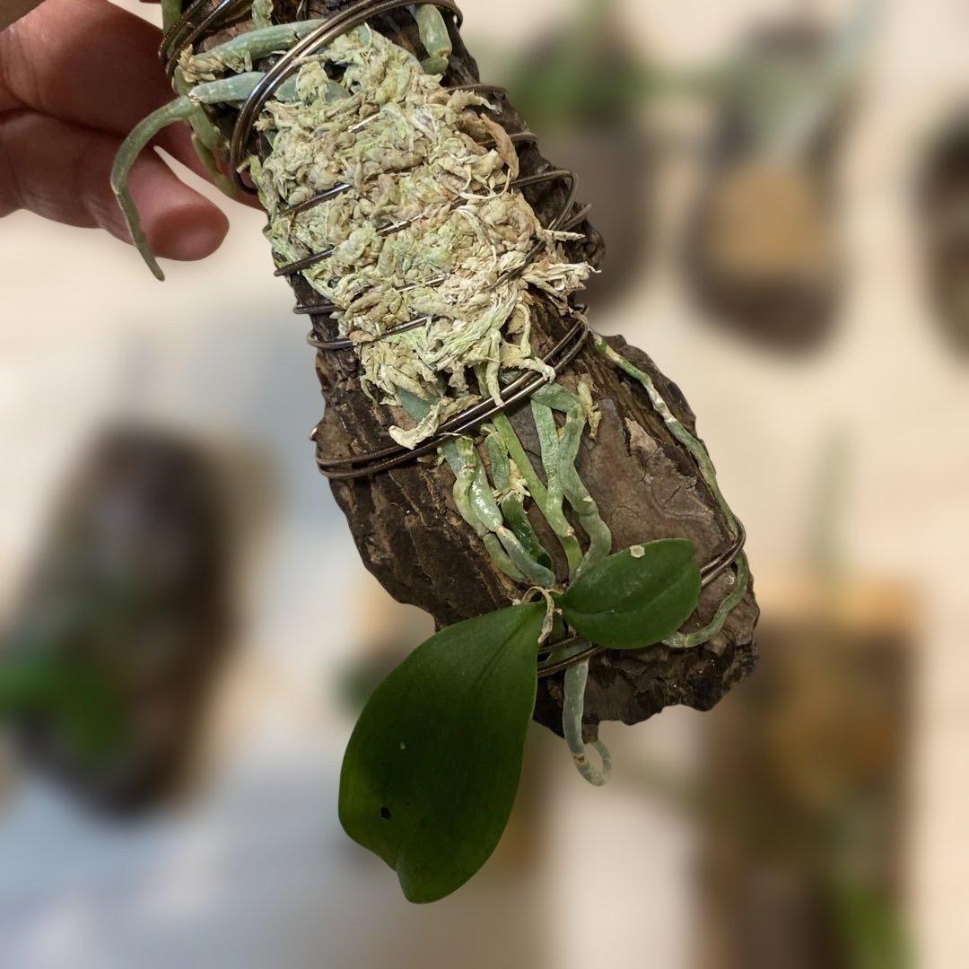 洋蘭原種　10種セット