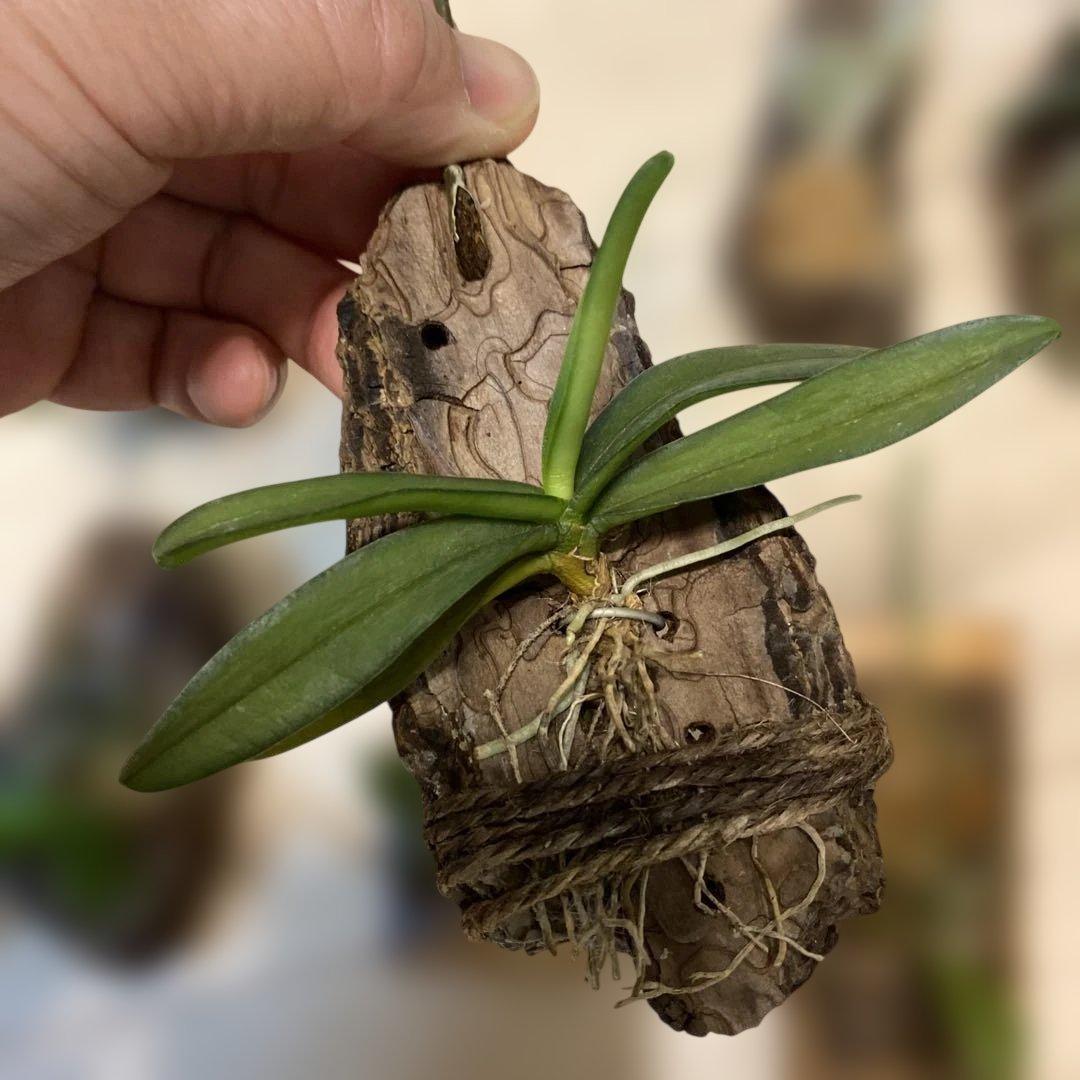 洋蘭原種　10種セット