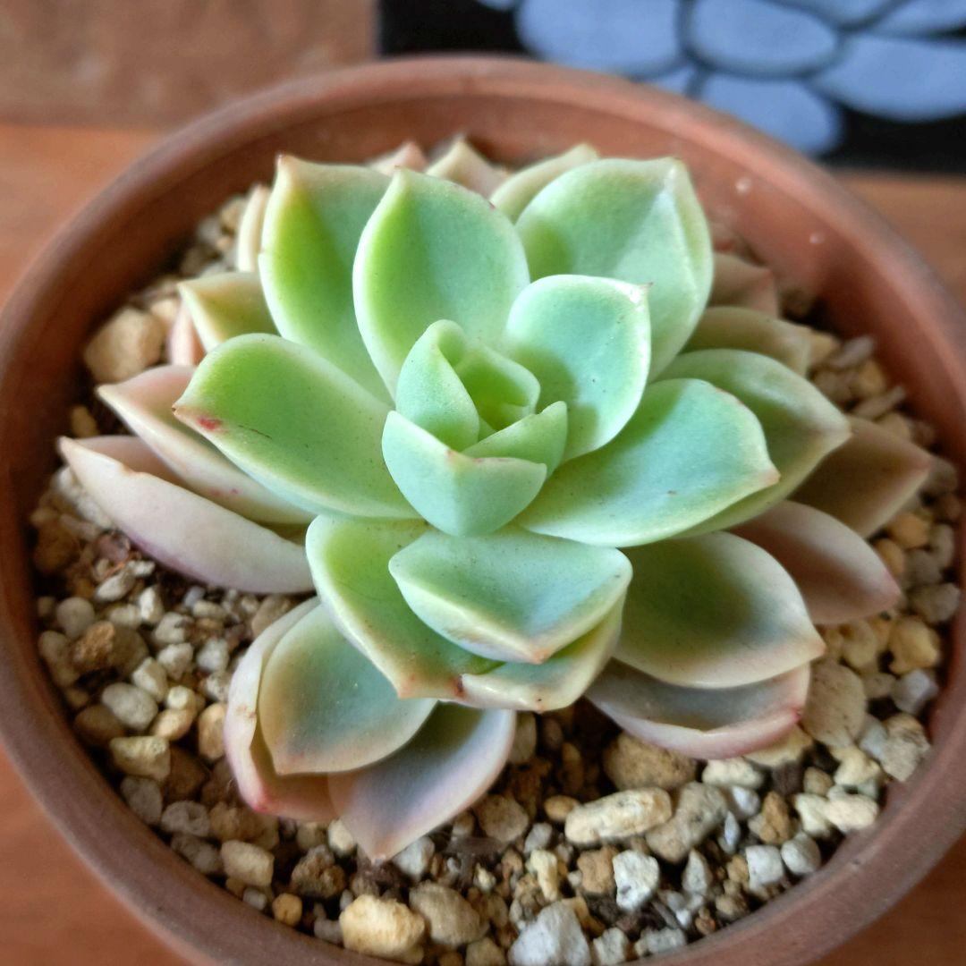 [希少高級品]メローイエロー錦　カット苗　発根　多肉植物　匿名配送