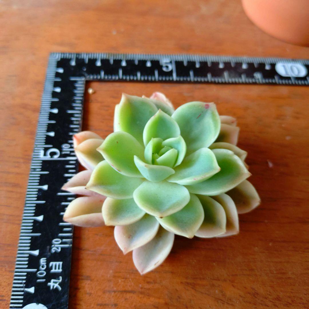 [希少高級品]メローイエロー錦　カット苗　発根　多肉植物　匿名配送