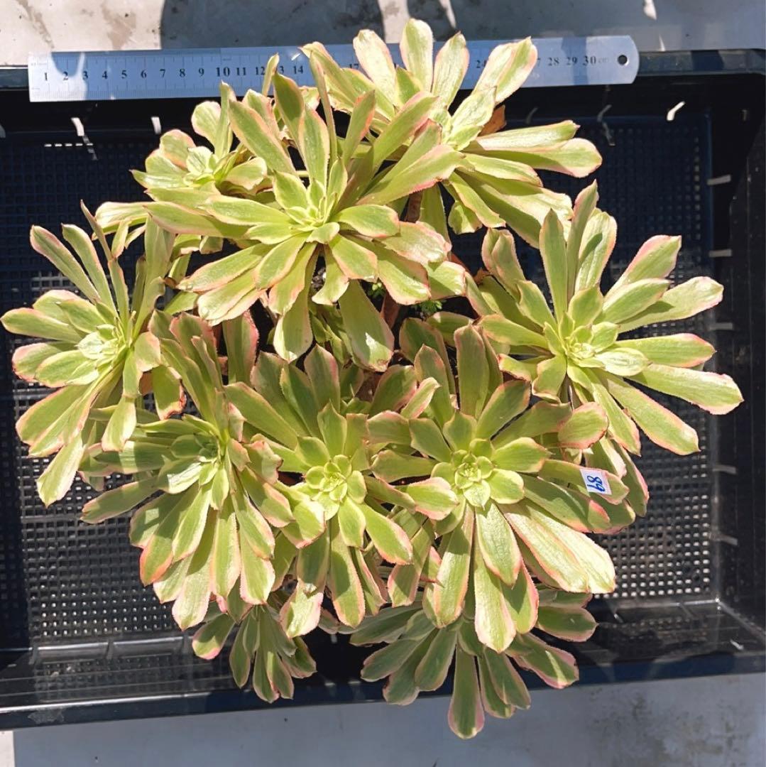 89#多肉植物アエオニウム錦❤️ キャンディパウダリー ❤️10頭32cm拔き苗