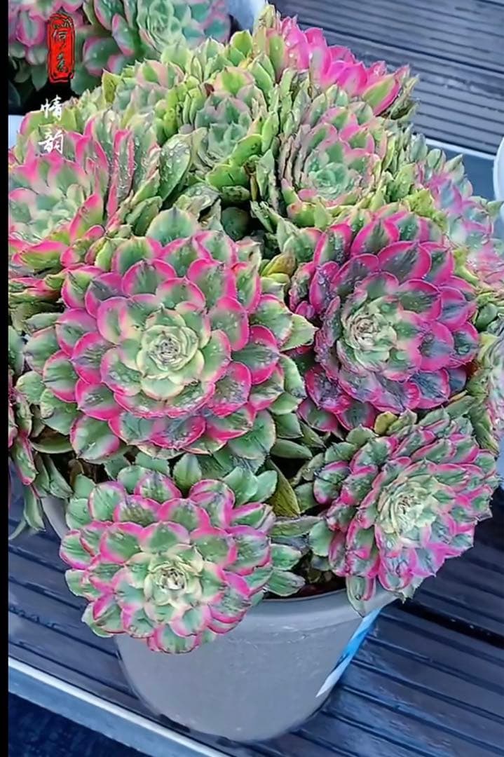 89#多肉植物アエオニウム錦❤️ キャンディパウダリー ❤️10頭32cm拔き苗