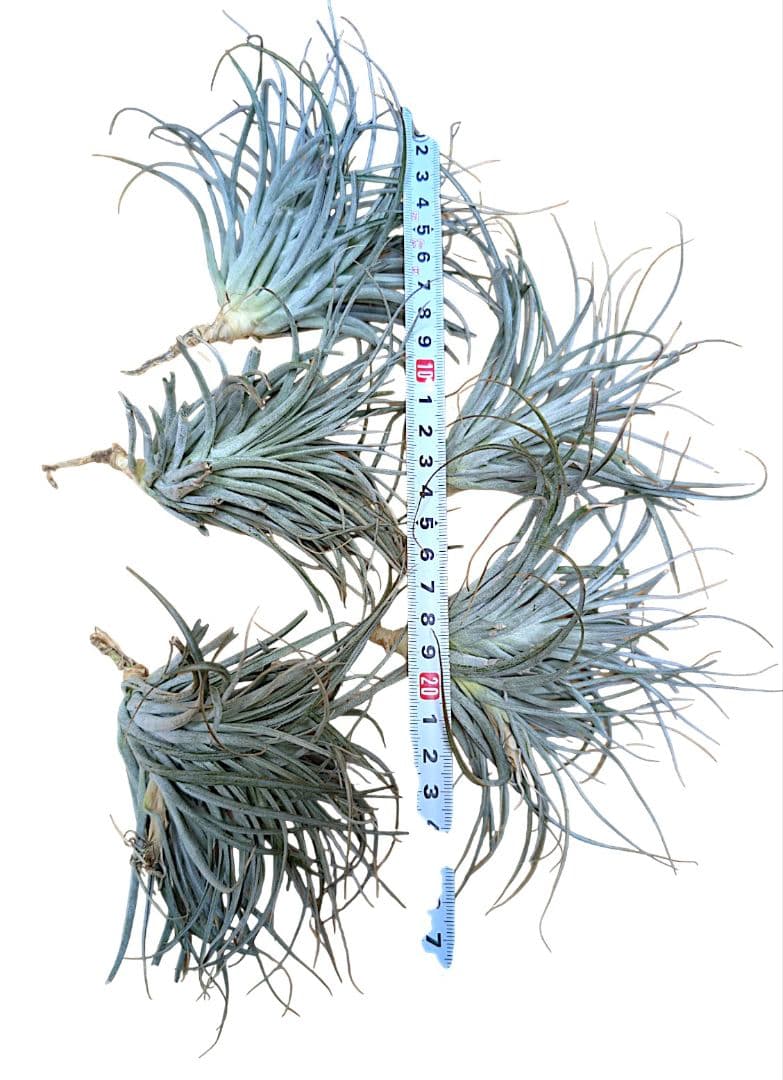 チランジア・ヒューストンTillandsia Houston　流木ミニ5個セット