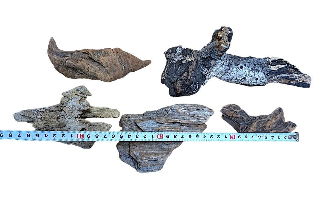 チランジア・ヒューストンTillandsia Houston　流木ミニ5個セット