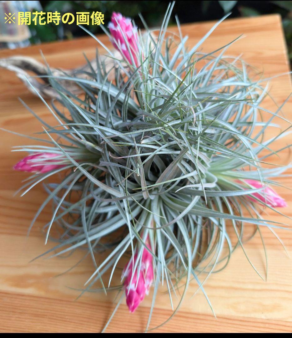チランジア・ヒューストンTillandsia Houston　流木ミニ5個セット