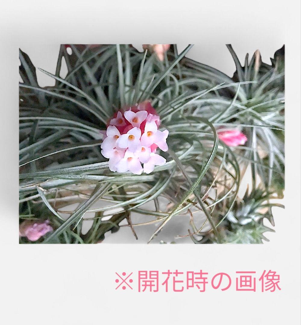 チランジア・ヒューストンTillandsia Houston　流木ミニ5個セット