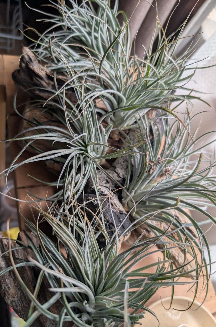 チランジア・ヒューストンTillandsia Houston　流木ミニ5個セット