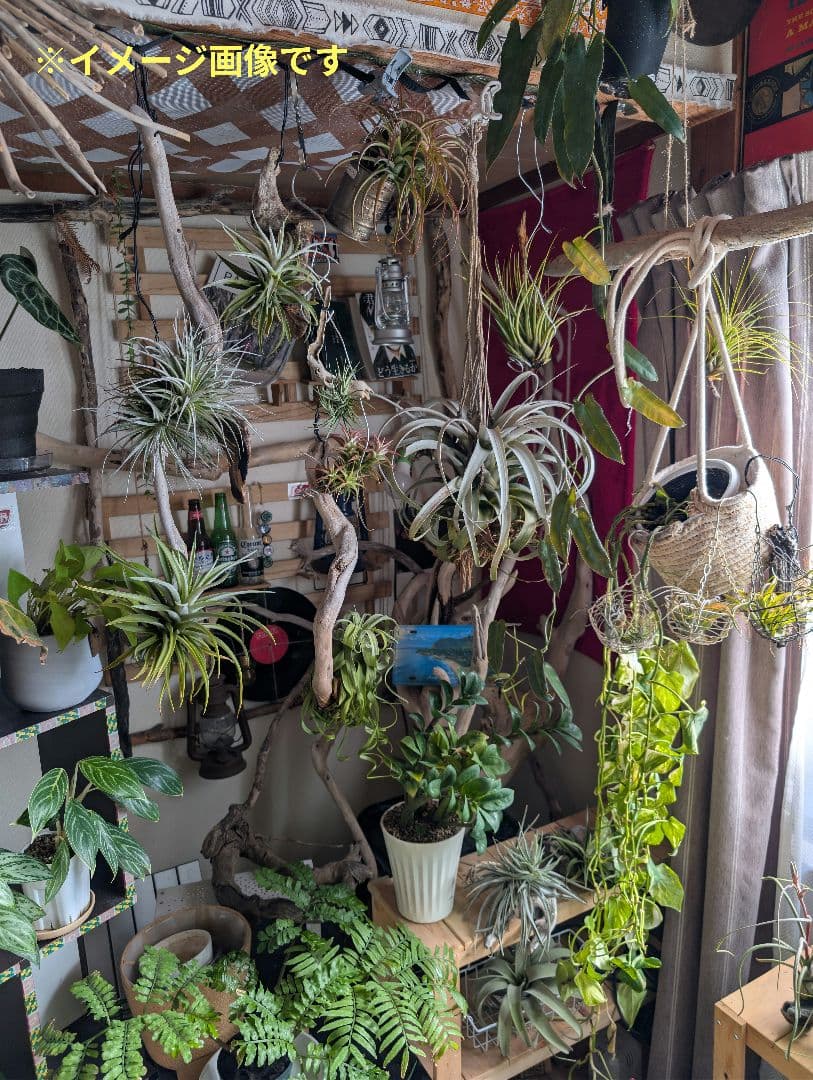 チランジア・ヒューストンTillandsia Houston　流木ミニ5個セット