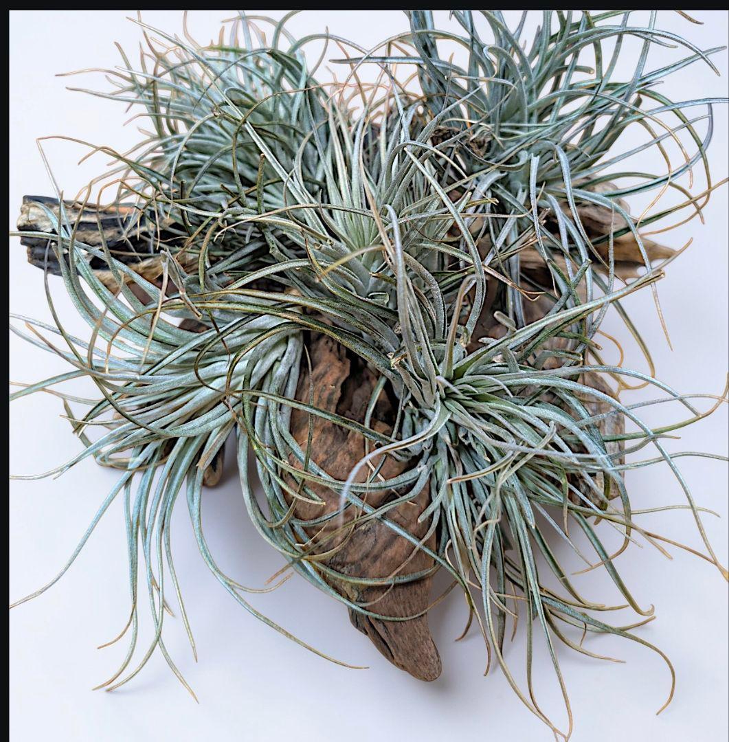 チランジア・ヒューストンTillandsia Houston　流木ミニ5個セット