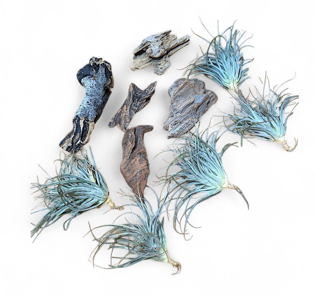 チランジア・ヒューストンTillandsia Houston　流木ミニ5個セット