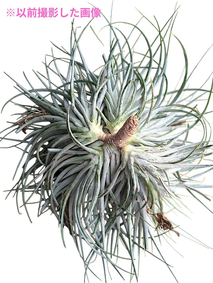 チランジア・ヒューストンTillandsia Houston　流木ミニ5個セット