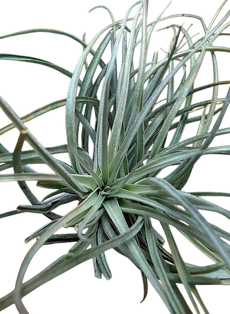 チランジア・ヒューストンTillandsia Houston　流木ミニ5個セット