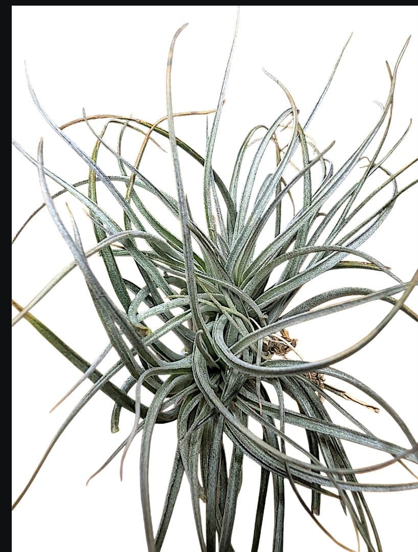 チランジア・ヒューストンTillandsia Houston　流木ミニ5個セット