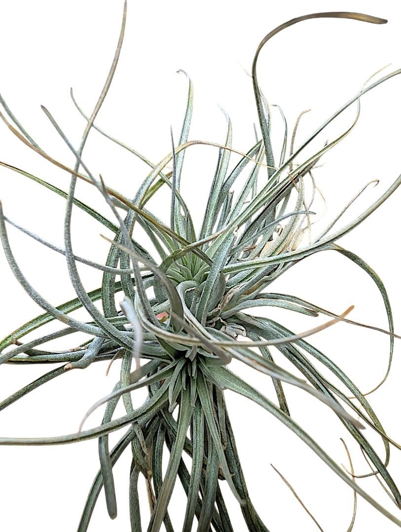 チランジア・ヒューストンTillandsia Houston　流木ミニ5個セット