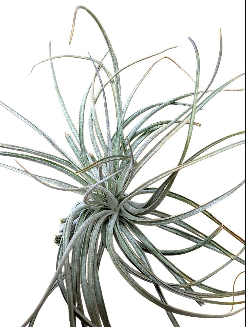 チランジア・ヒューストンTillandsia Houston　流木ミニ5個セット
