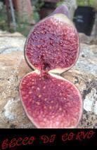 イチジク苗木　　「BECCO DI CORVO」2-20