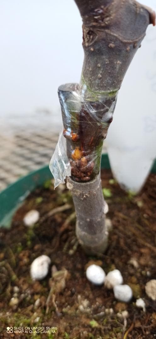 イチジク苗木　　「BECCO DI CORVO」2-20