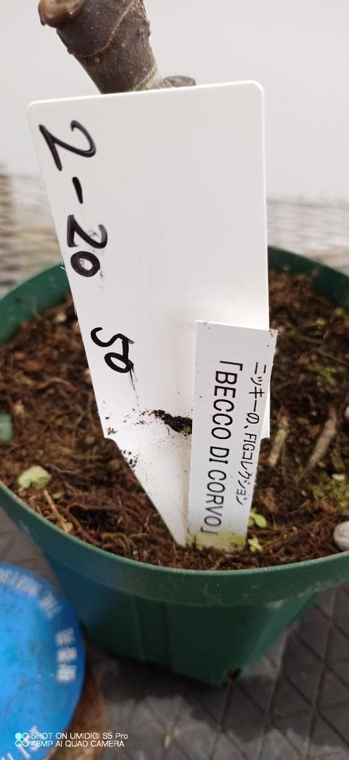 イチジク苗木　　「BECCO DI CORVO」2-20