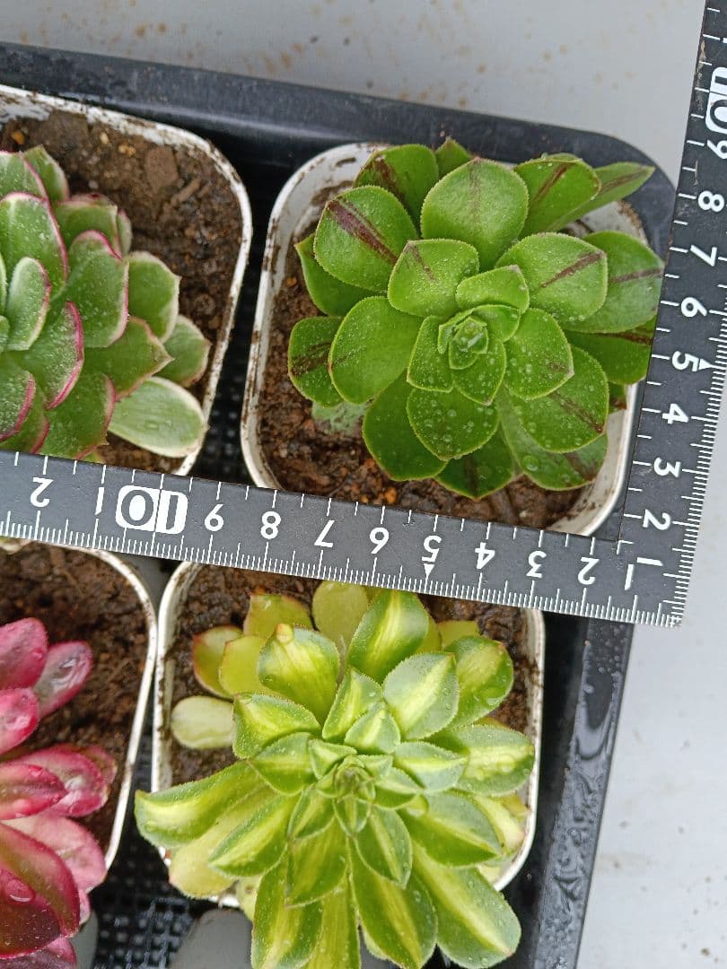 アエオニウム抜き苗 15苗