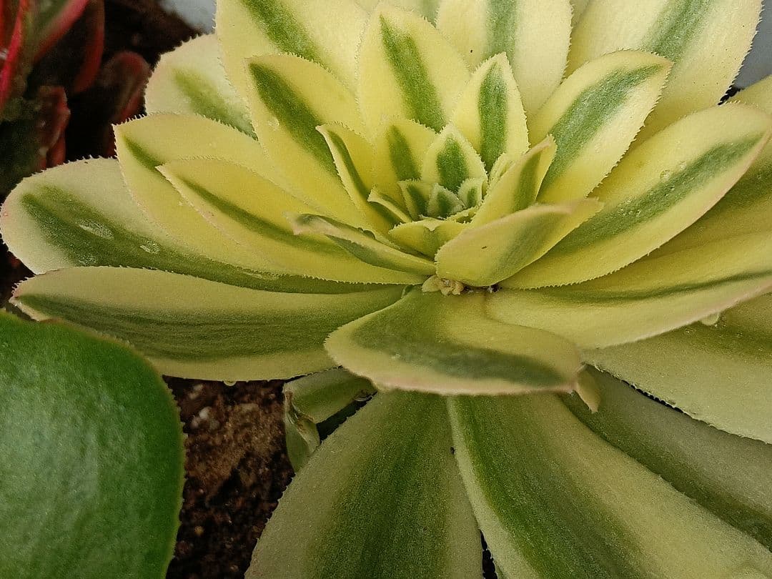 アエオニウム抜き苗 15苗