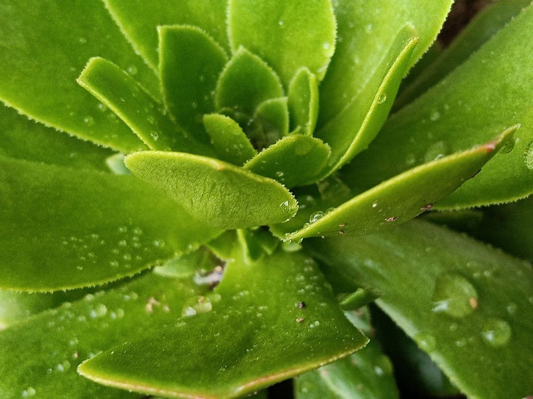 アエオニウム抜き苗 15苗