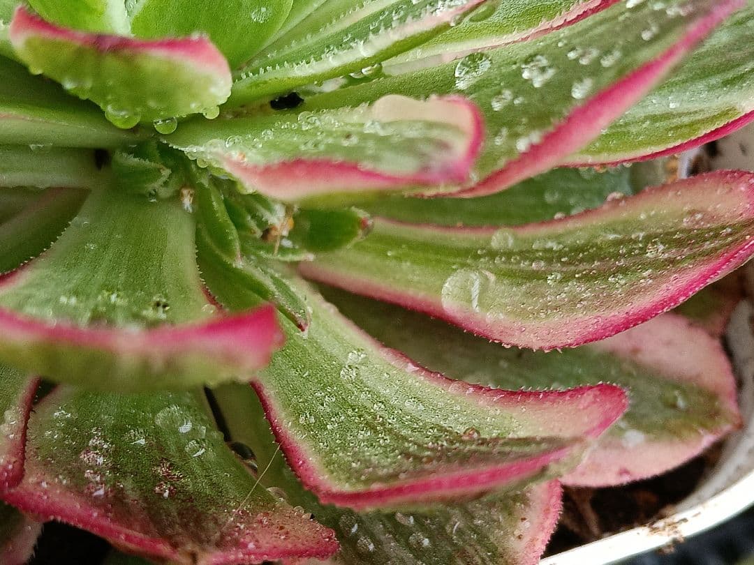 アエオニウム抜き苗 15苗