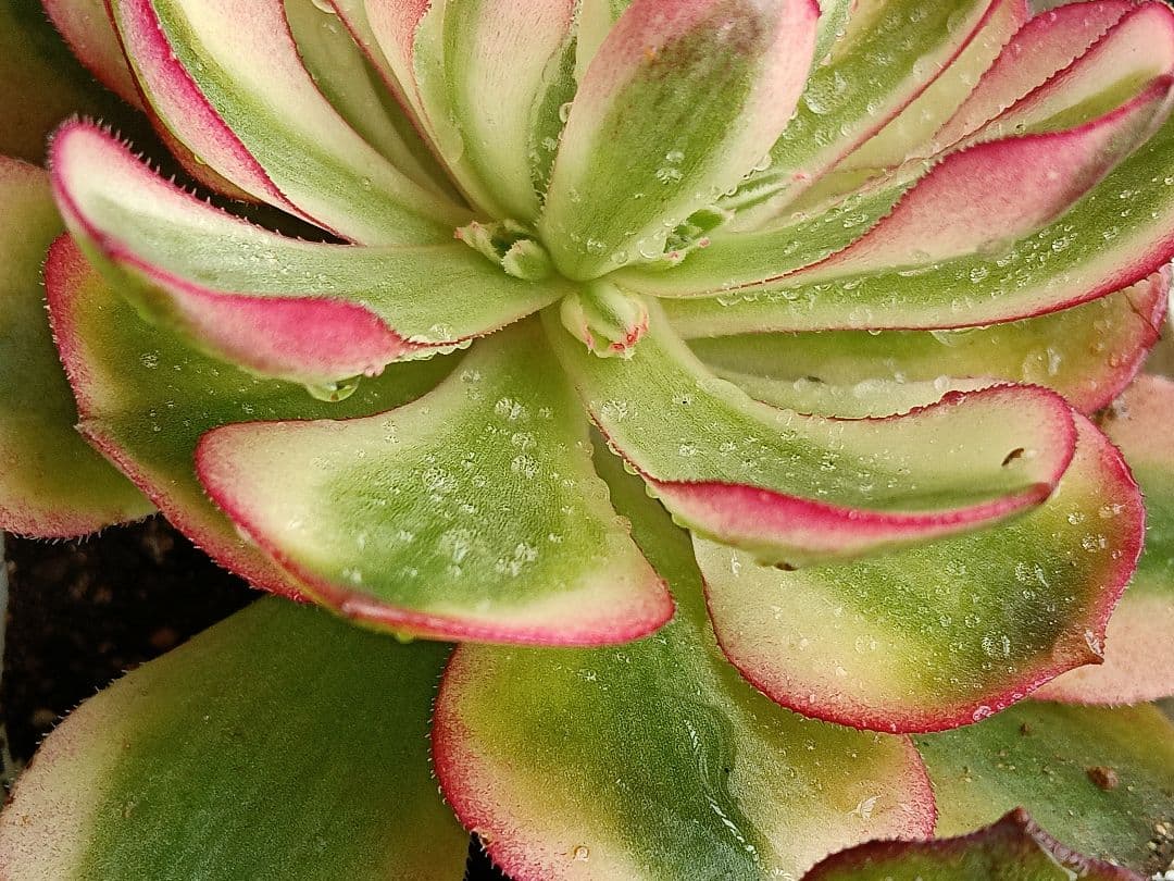 アエオニウム抜き苗 15苗