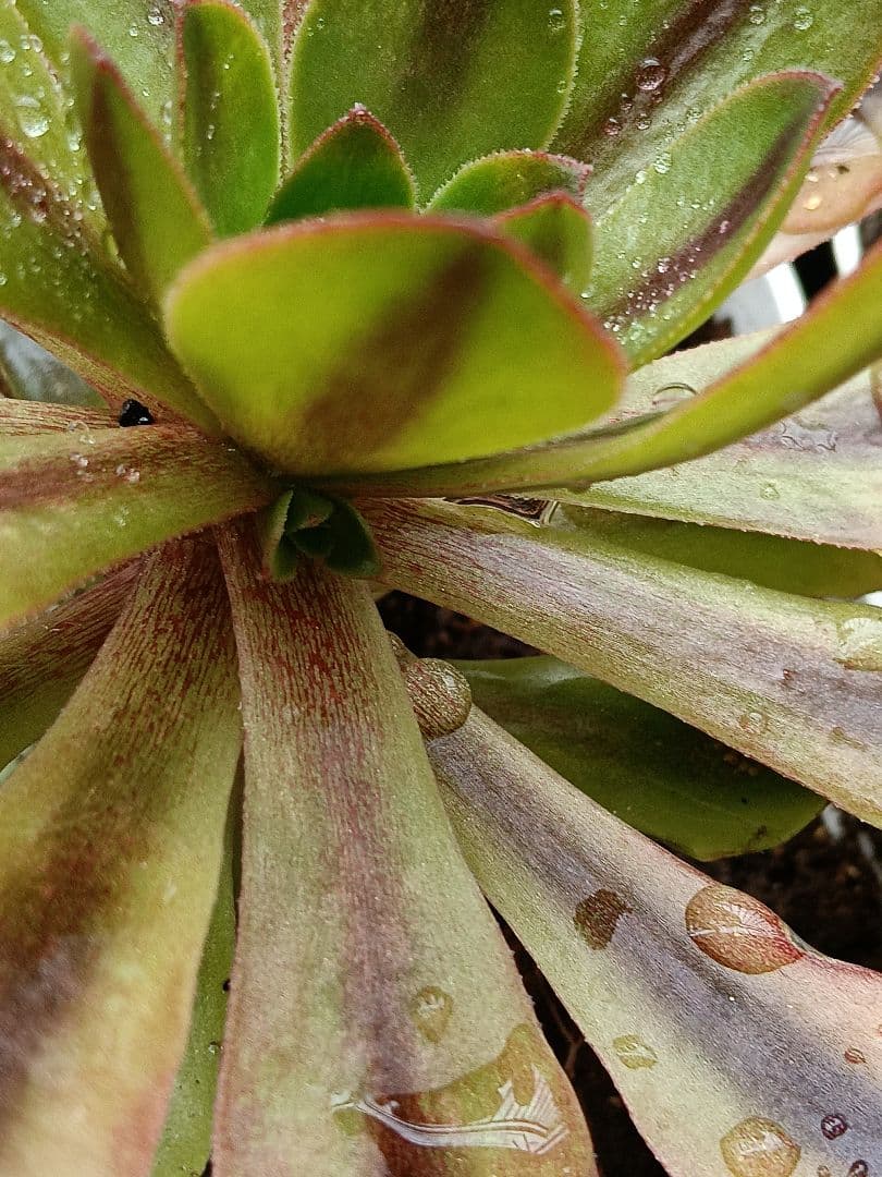 アエオニウム抜き苗 15苗