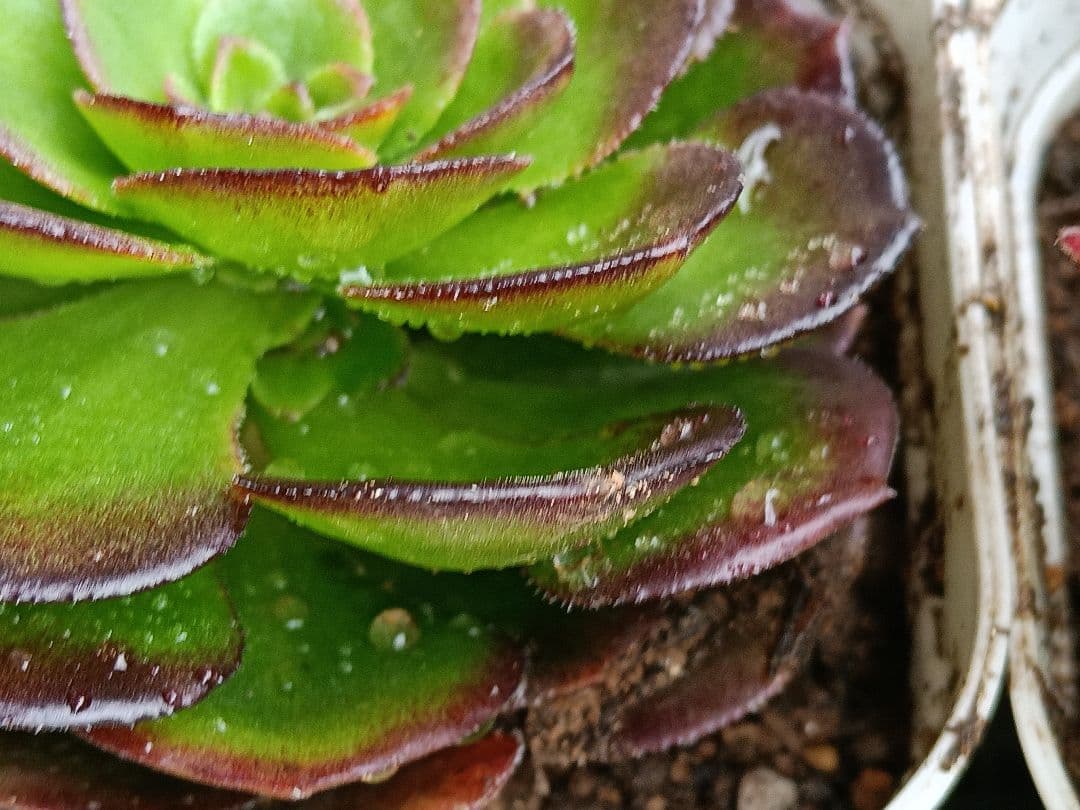 アエオニウム抜き苗 15苗