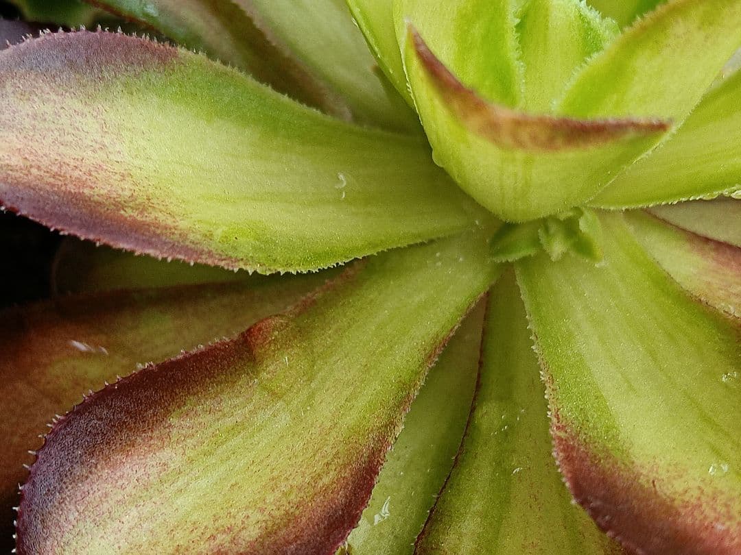 アエオニウム抜き苗 15苗