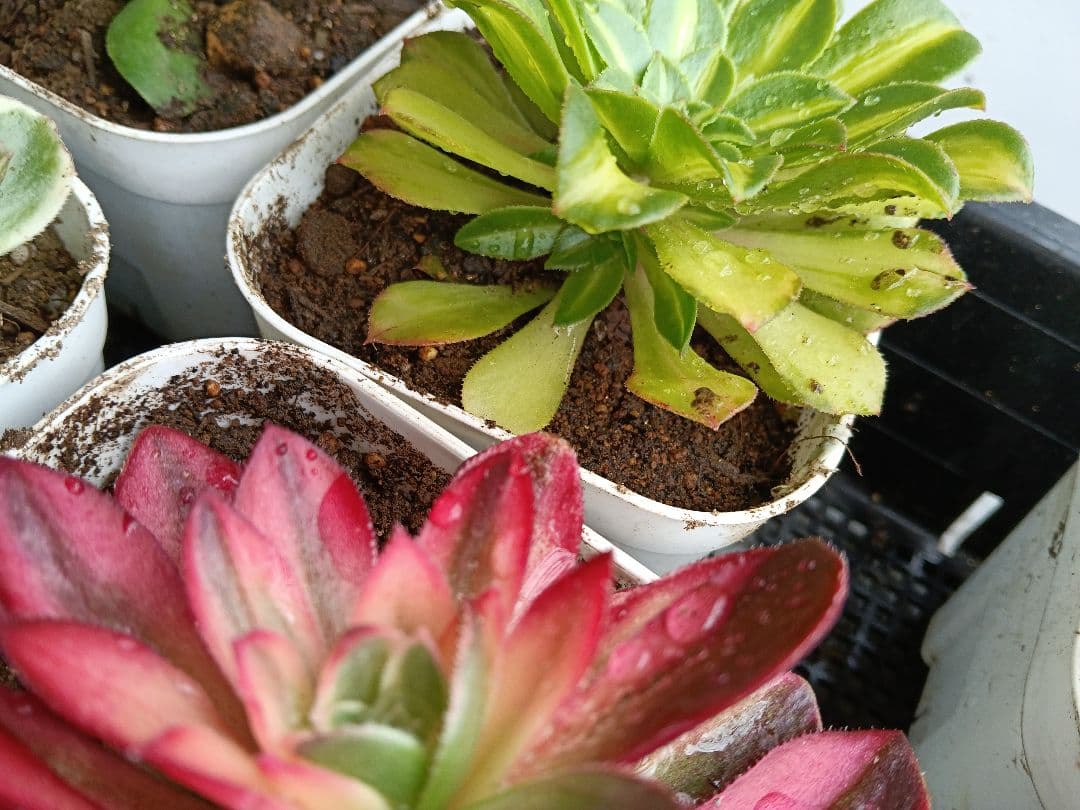 アエオニウム抜き苗 15苗