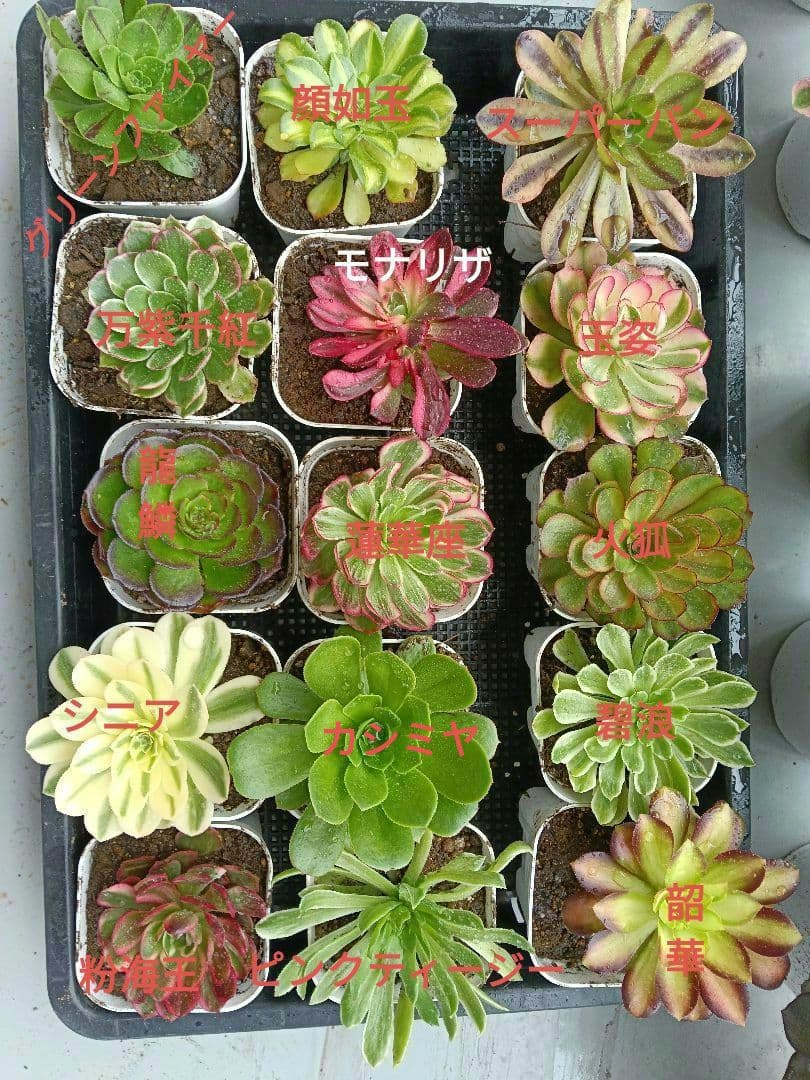 アエオニウム抜き苗 15苗