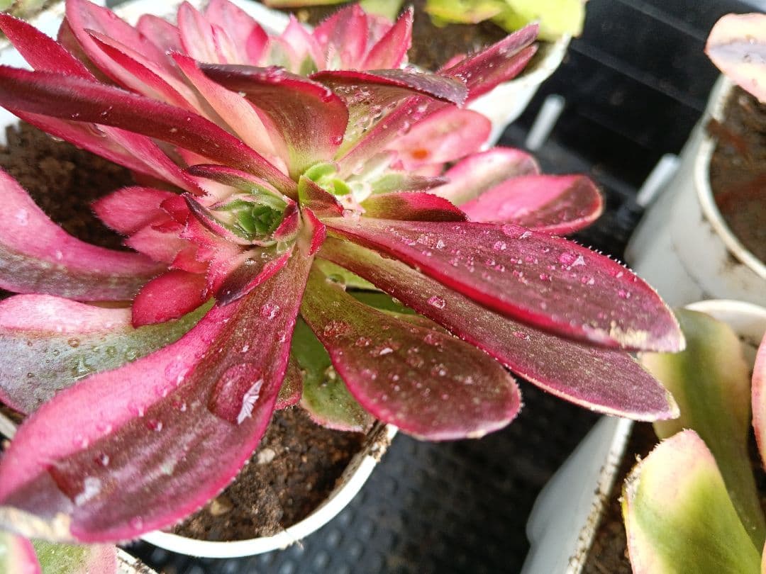 アエオニウム抜き苗 15苗