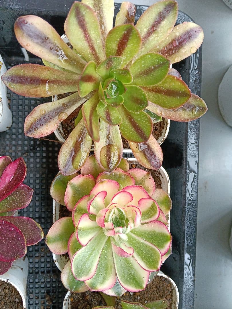 アエオニウム抜き苗 15苗