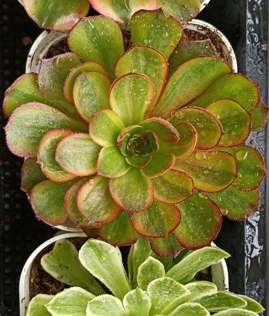 アエオニウム抜き苗 15苗