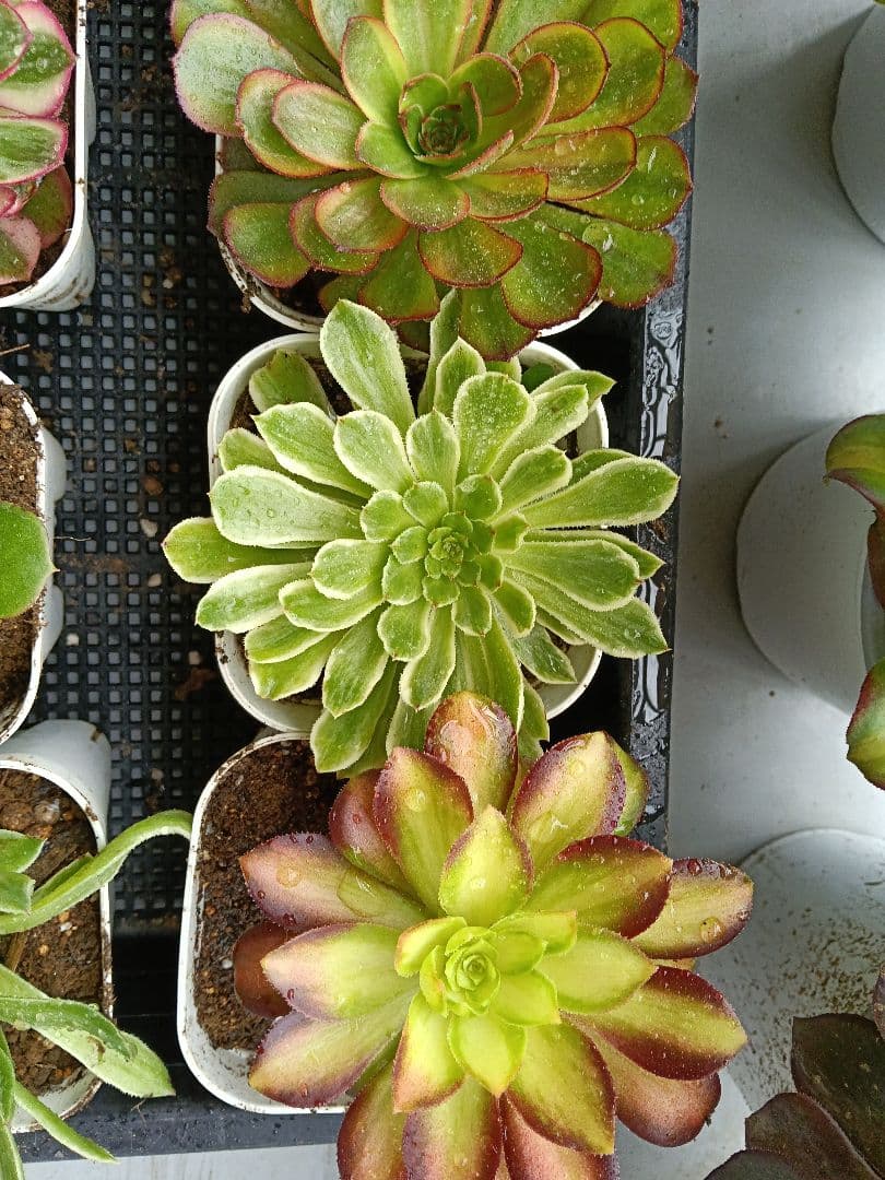 アエオニウム抜き苗 15苗