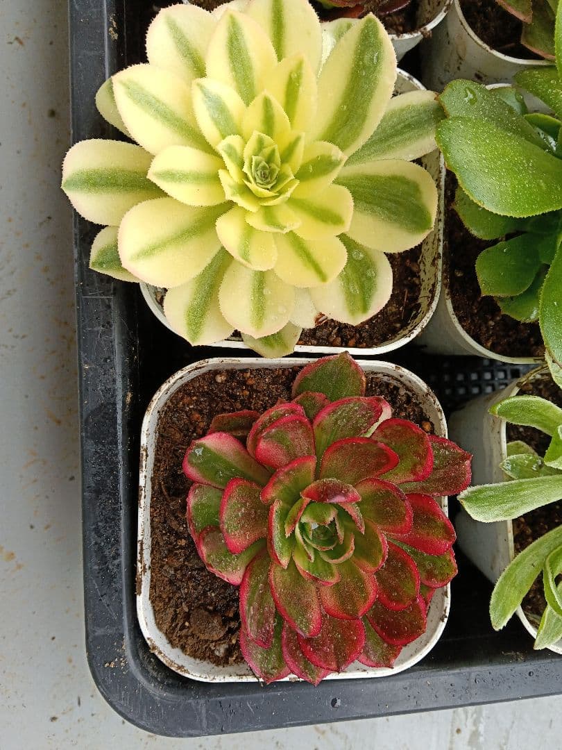 アエオニウム抜き苗 15苗