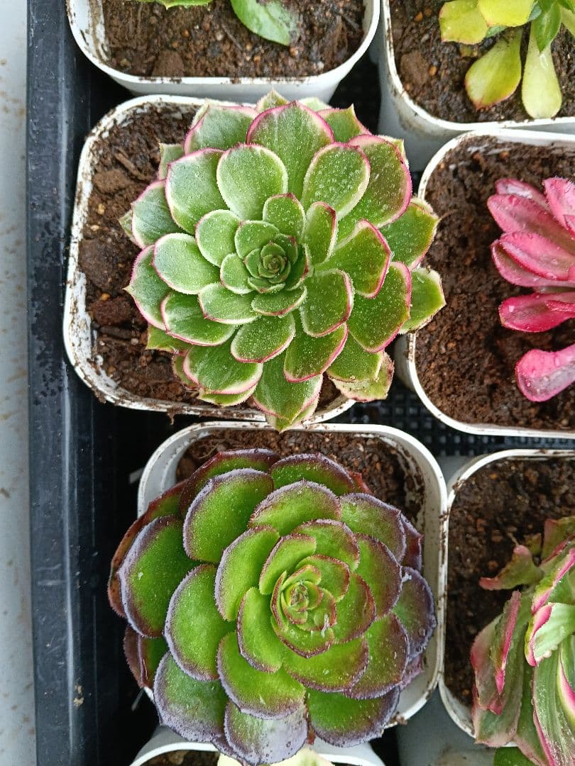 アエオニウム抜き苗 15苗