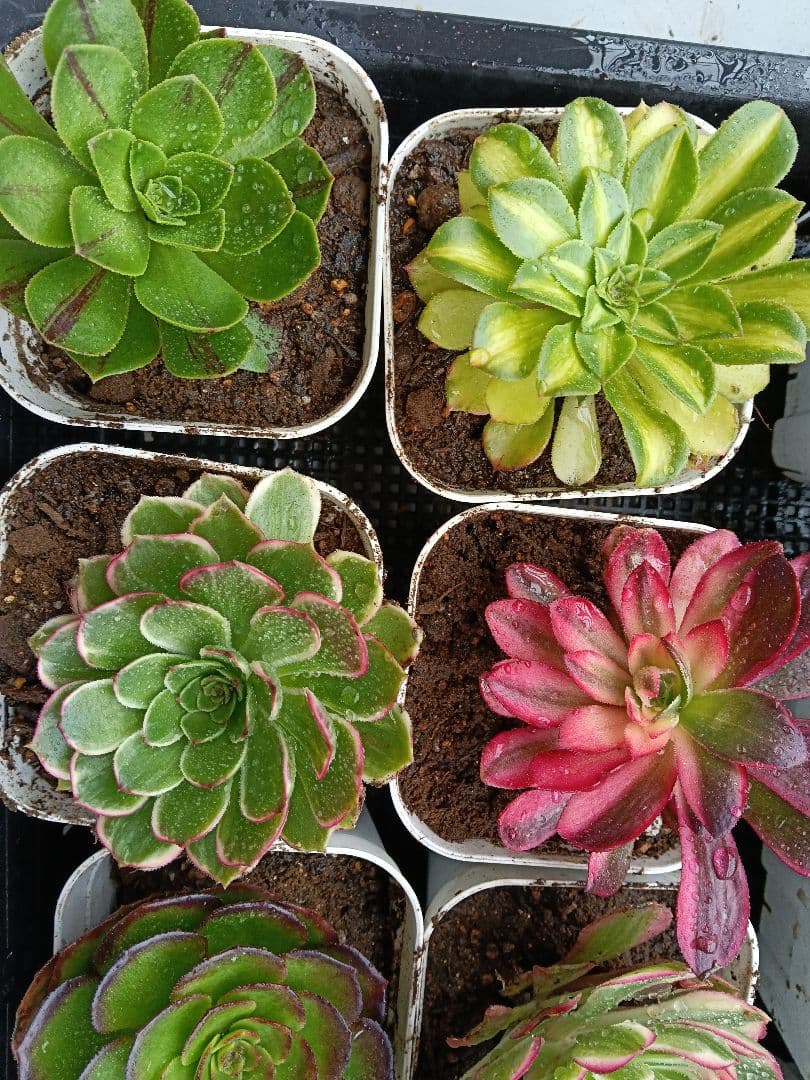 アエオニウム抜き苗 15苗