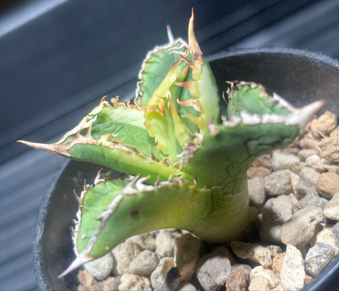 限定！アガベチタノタ大白鯊錦（極上株）超S級激レアsuperホオジロザメ希少株！