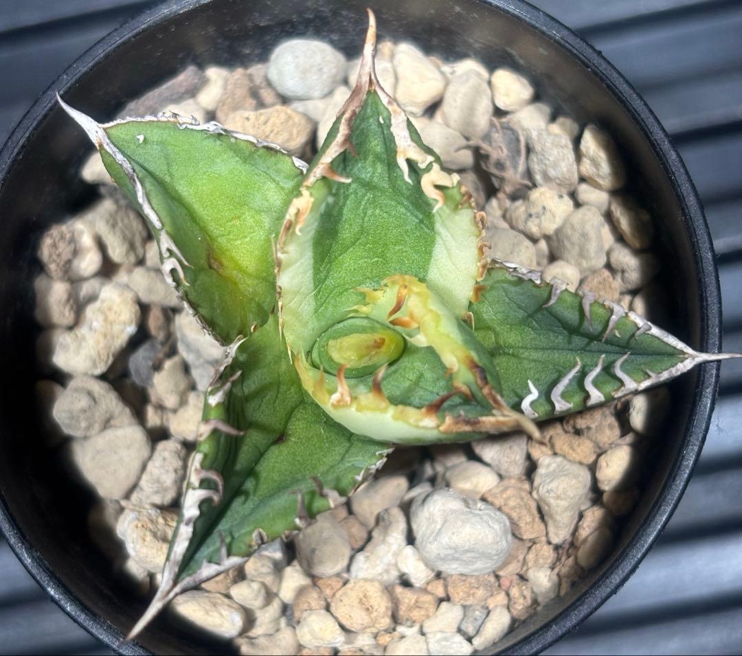 限定！アガベチタノタ大白鯊錦（極上株）超S級激レアsuperホオジロザメ希少株！