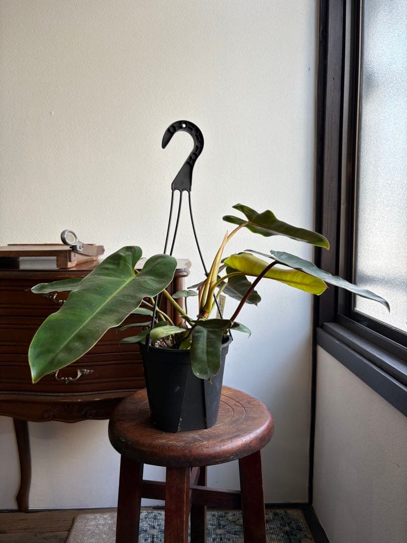 フィロデンドロン　ブラックビレッティアエ　5号　吊り鉢　①