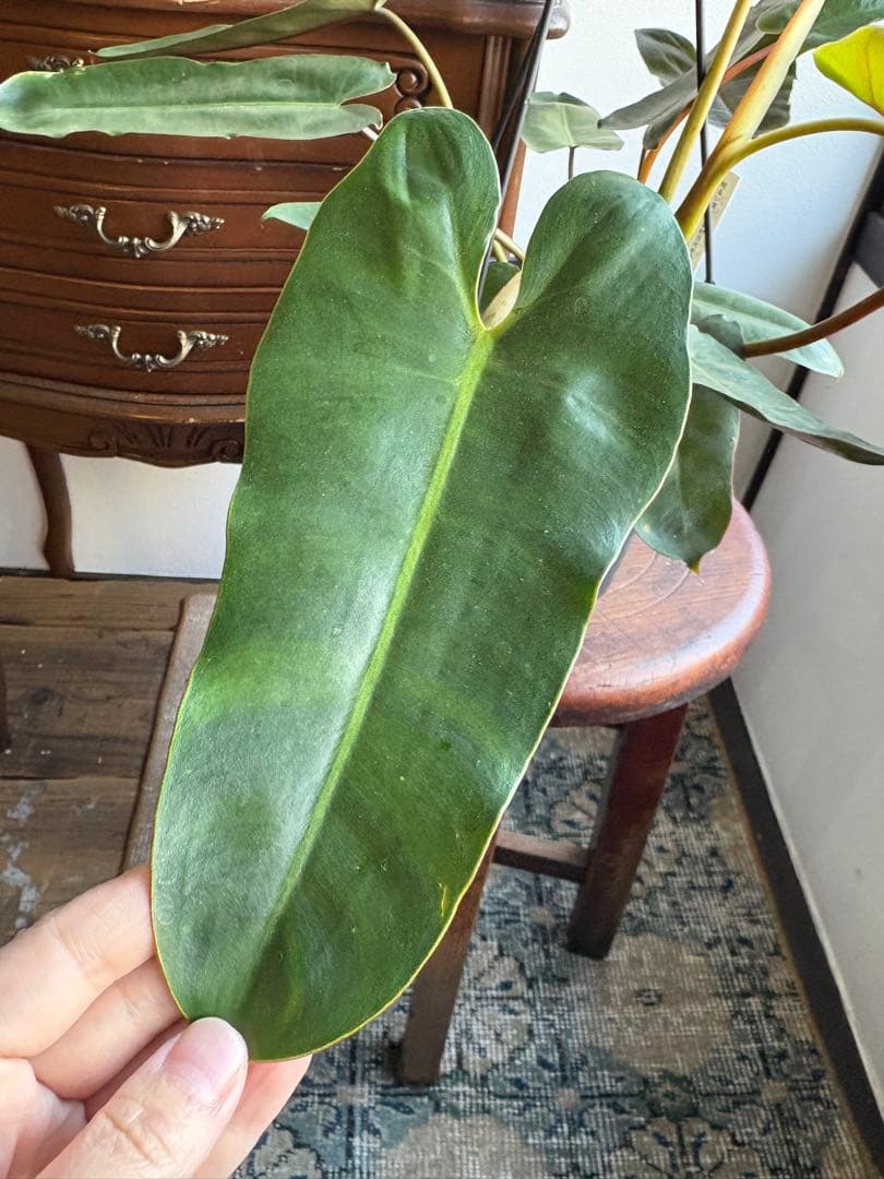 フィロデンドロン　ブラックビレッティアエ　5号　吊り鉢　①