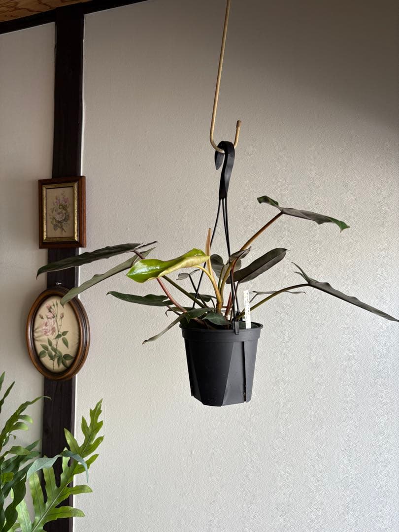 フィロデンドロン　ブラックビレッティアエ　5号　吊り鉢　①