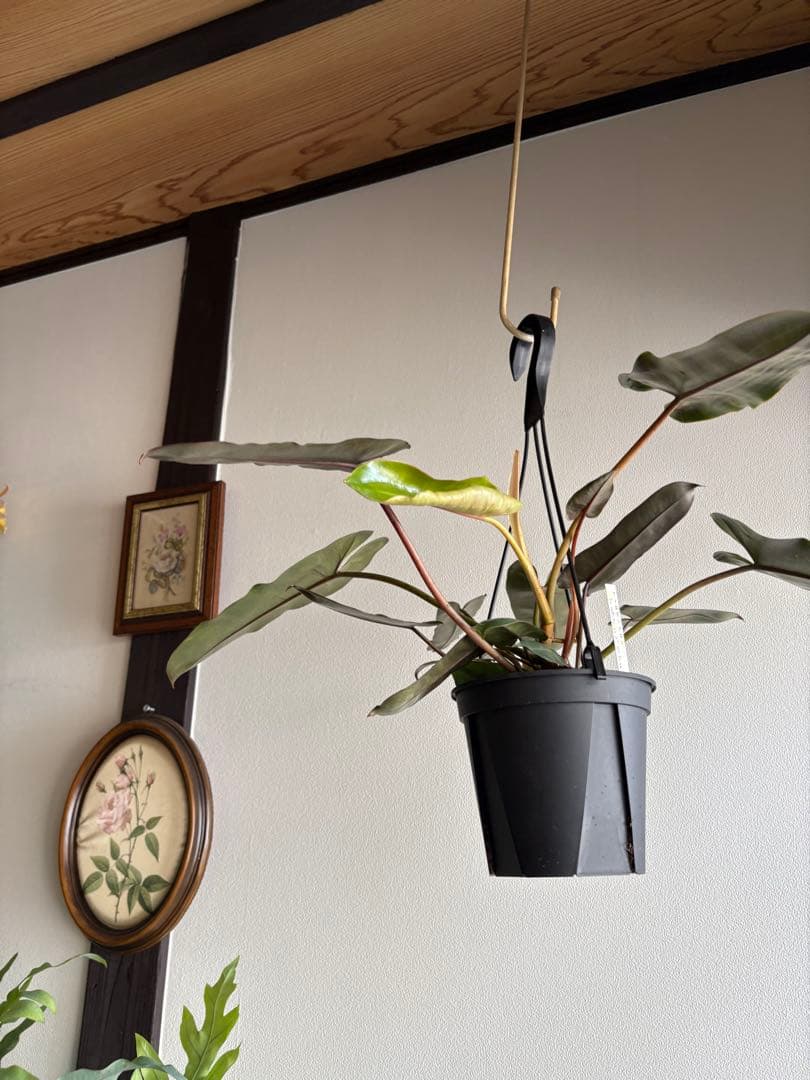 フィロデンドロン　ブラックビレッティアエ　5号　吊り鉢　①