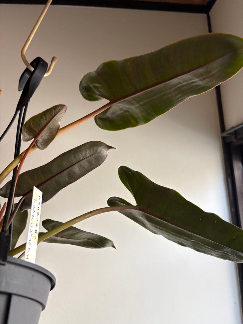 フィロデンドロン　ブラックビレッティアエ　5号　吊り鉢　①
