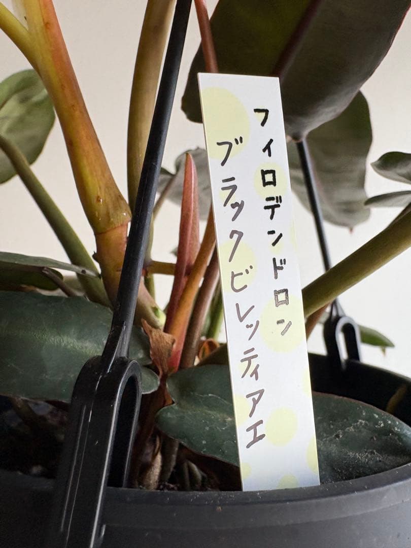 フィロデンドロン　ブラックビレッティアエ　5号　吊り鉢　①