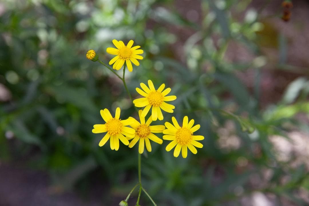 Canon EOS 5D Mark II、液晶保護カバー他