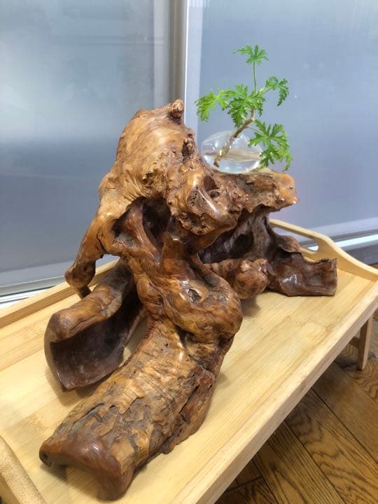 週末Sale❣️木の根置物